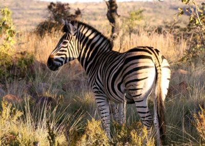 zebra south africa