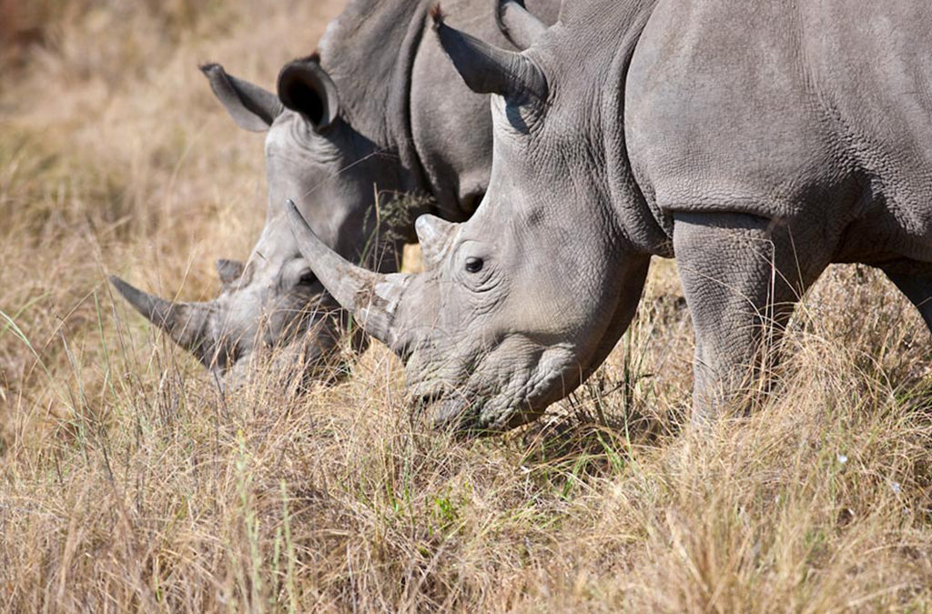 The White Rhinoceros – (Ceratotherium simum)